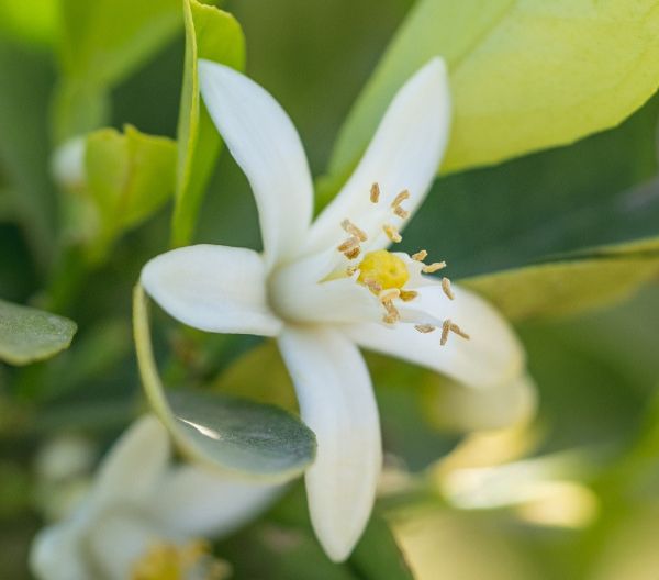 Neroli