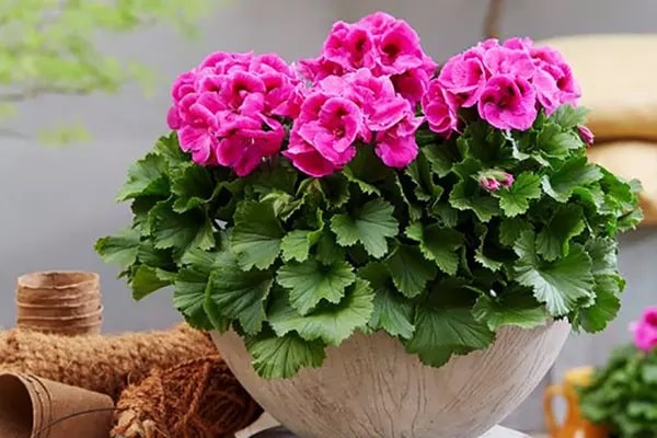 روغن گل شمعدانی روغن گل شمعدانی