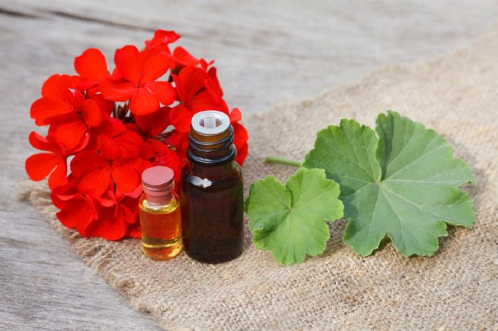 خواص روغن گل شمعدانی