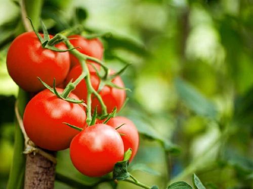 همه چیز در رابطه با نت برگ گوجه فرنگی در عطرسازی